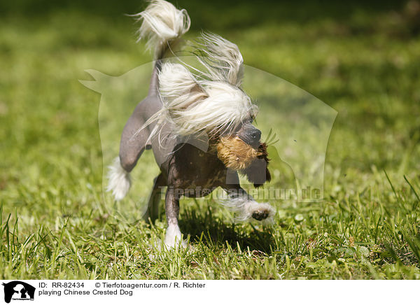 spielender Chinesischer Schopfhund / playing Chinese Crested Dog / RR-82434