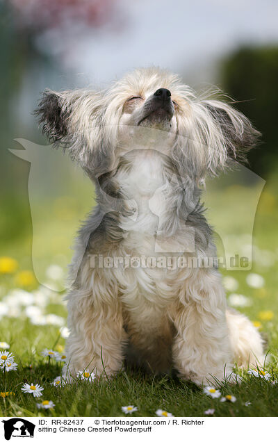 sitting Chinese Crested Powderpuff / RR-82437