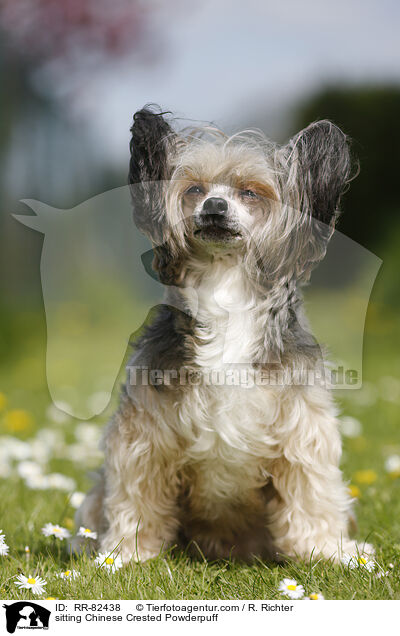 sitting Chinese Crested Powderpuff / RR-82438