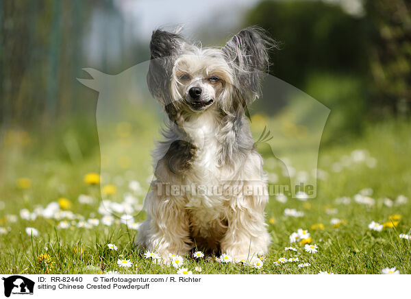 sitting Chinese Crested Powderpuff / RR-82440