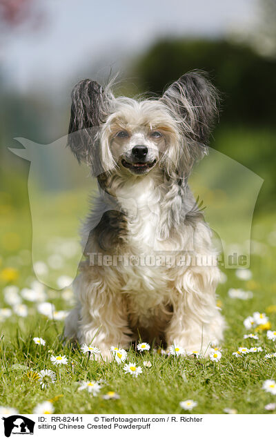 sitting Chinese Crested Powderpuff / RR-82441