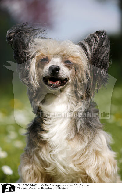 Chinese Crested Powderpuff Portrait / RR-82442