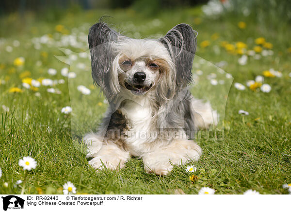 lying Chinese Crested Powderpuff / RR-82443