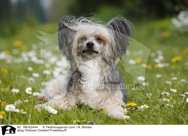 liegender Chinese Crested Powderpuff / lying Chinese Crested Powderpuff / RR-82444