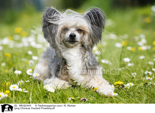 lying Chinese Crested Powderpuff / RR-82445