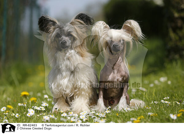 2 Chinese Crested Dogs / RR-82463