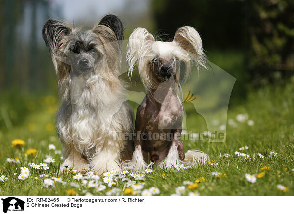2 Chinese Crested Dogs / RR-82465