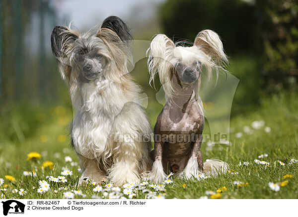 2 Chinese Crested Dogs / RR-82467