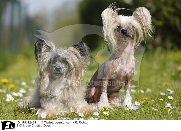 2 Chinese Crested Dogs / RR-82468