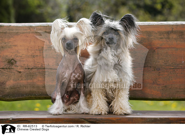 Chinese Crested Dogs / Chinese Crested Dogs / RR-82513