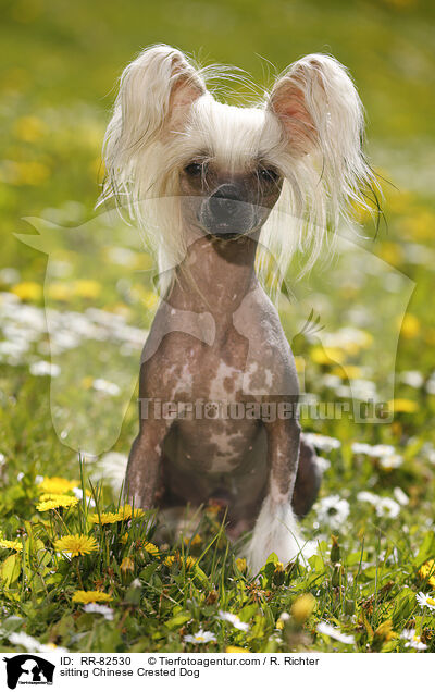 sitzender Chinesischer Schopfhund / sitting Chinese Crested Dog / RR-82530