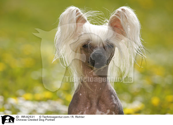 Chinesischer Schopfhund Portrait / Chinese Crested Dog Portrait / RR-82531