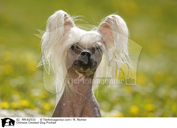 Chinesischer Schopfhund Portrait / Chinese Crested Dog Portrait / RR-82533