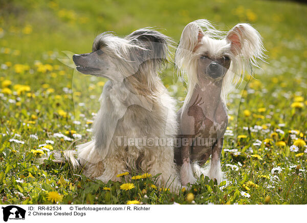 2 Chinese Crested Dogs / 2 Chinese Crested Dogs / RR-82534