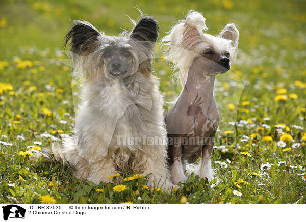 2 Chinese Crested Dogs / 2 Chinese Crested Dogs / RR-82535