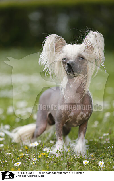 Chinese Crested Dog / RR-82551