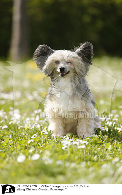 sitzender Chinese Crested Powderpuff / sitting Chinese Crested Powderpuff / RR-82579