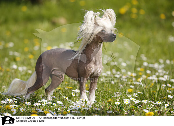 Chinesischer Schopfhund / Chinese Crested Dog / RR-82590