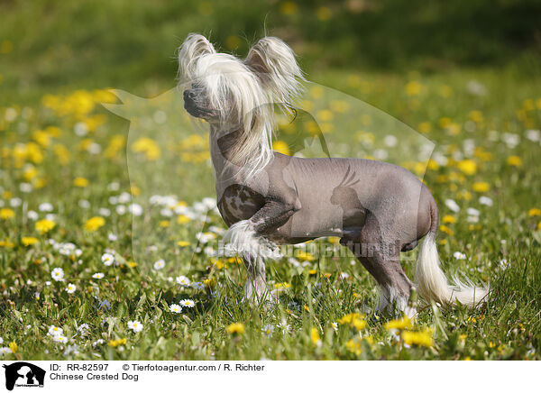 Chinesischer Schopfhund / Chinese Crested Dog / RR-82597