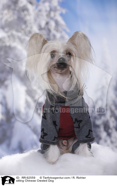 sitzender Chinese Crested Dog / sitting Chinese Crested Dog / RR-92559