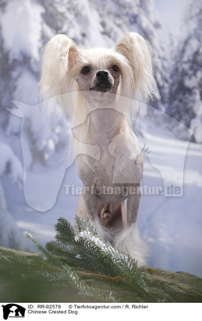 Chinese Crested Dog / Chinese Crested Dog / RR-92578