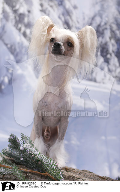 Chinese Crested Dog / Chinese Crested Dog / RR-92580