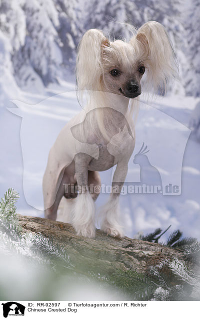 Chinese Crested Dog / Chinese Crested Dog / RR-92597