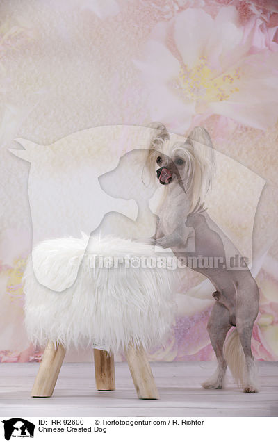 Chinese Crested Dog / Chinese Crested Dog / RR-92600