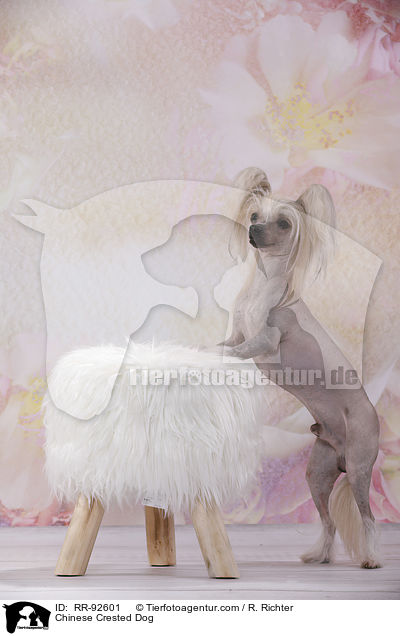 Chinese Crested Dog / Chinese Crested Dog / RR-92601
