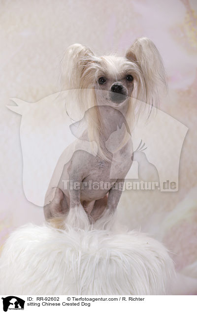 sitzender Chinese Crested Dog / sitting Chinese Crested Dog / RR-92602