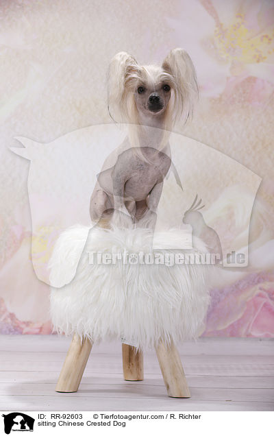 sitzender Chinese Crested Dog / sitting Chinese Crested Dog / RR-92603