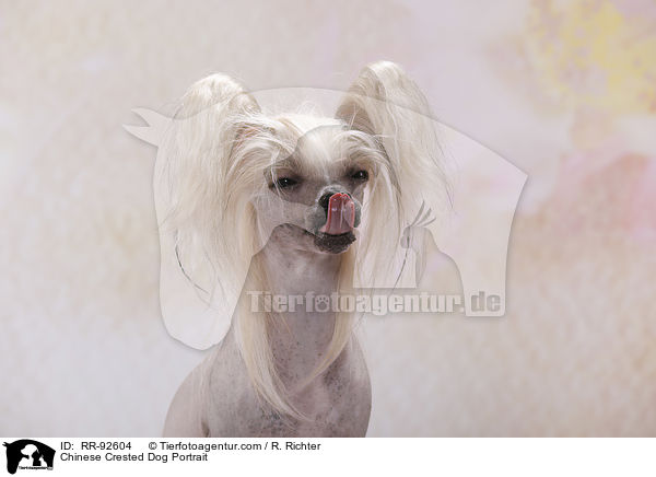 Chinese Crested Dog Portrait / Chinese Crested Dog Portrait / RR-92604