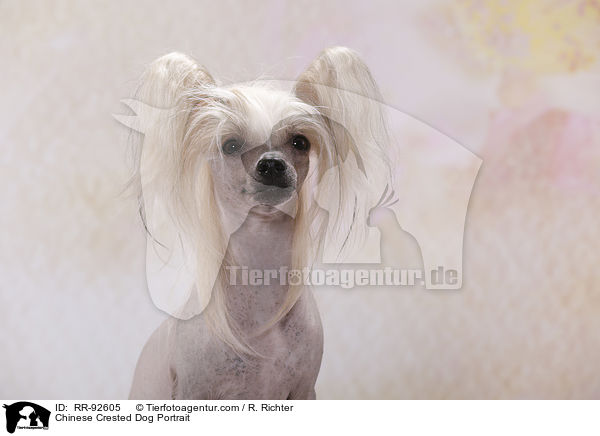 Chinese Crested Dog Portrait / Chinese Crested Dog Portrait / RR-92605
