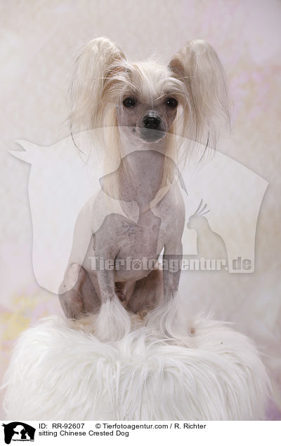sitzender Chinese Crested Dog / sitting Chinese Crested Dog / RR-92607