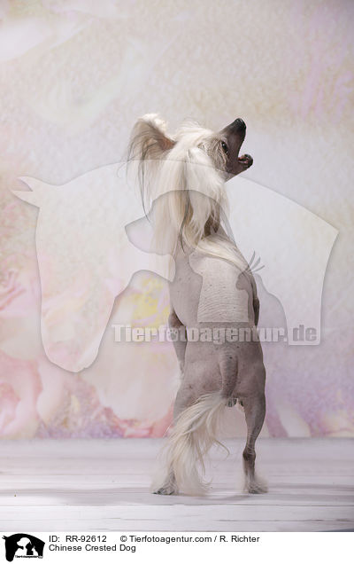 Chinese Crested Dog / Chinese Crested Dog / RR-92612