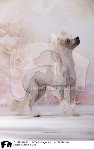 Chinese Crested Dog / Chinese Crested Dog / RR-92613