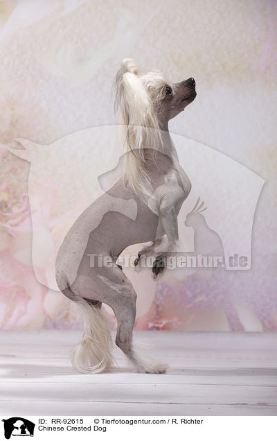 Chinese Crested Dog / Chinese Crested Dog / RR-92615