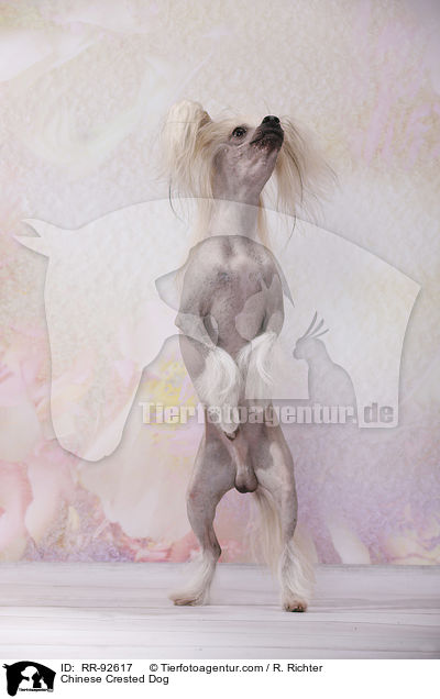 Chinese Crested Dog / Chinese Crested Dog / RR-92617
