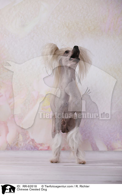 Chinese Crested Dog / Chinese Crested Dog / RR-92618