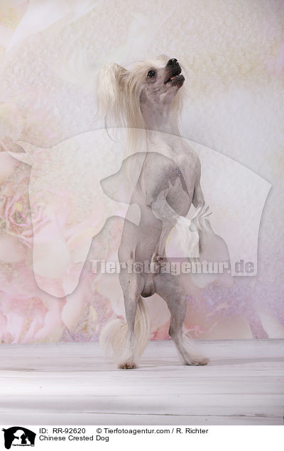Chinese Crested Dog / Chinese Crested Dog / RR-92620