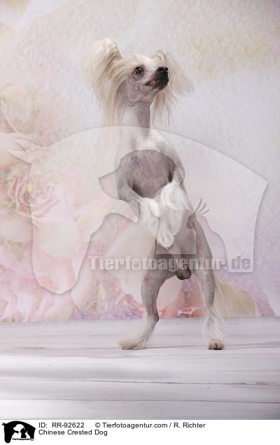 Chinese Crested Dog / Chinese Crested Dog / RR-92622