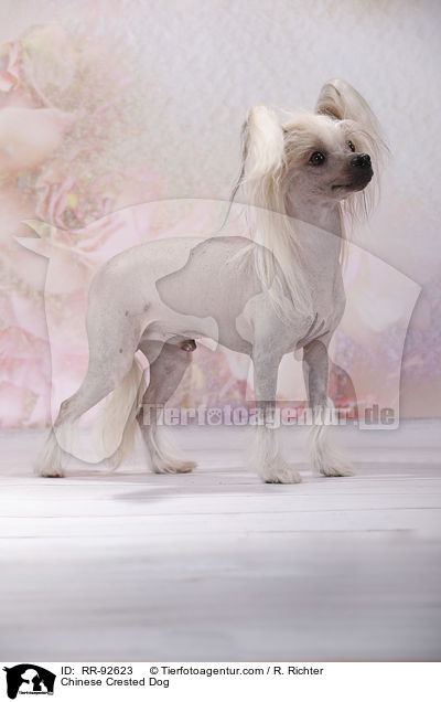 Chinese Crested Dog / Chinese Crested Dog / RR-92623
