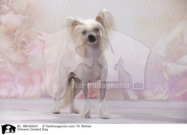 Chinese Crested Dog / Chinese Crested Dog / RR-92624