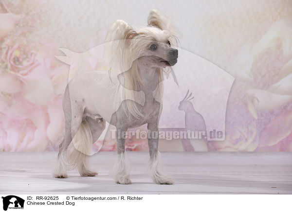 Chinese Crested Dog / Chinese Crested Dog / RR-92625