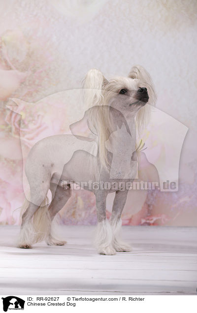 Chinese Crested Dog / Chinese Crested Dog / RR-92627