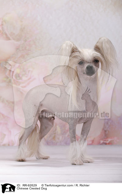 Chinese Crested Dog / Chinese Crested Dog / RR-92629