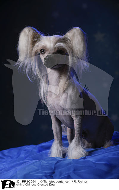 sitzender Chinese Crested Dog / sitting Chinese Crested Dog / RR-92694