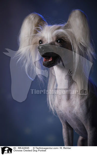 Chinese Crested Dog Portrait / Chinese Crested Dog Portrait / RR-92695