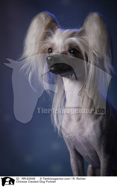 Chinese Crested Dog Portrait / Chinese Crested Dog Portrait / RR-92696