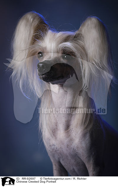 Chinese Crested Dog Portrait / Chinese Crested Dog Portrait / RR-92697
